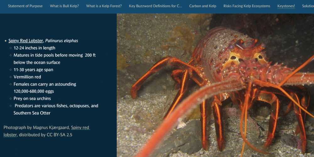 the website's text section on the left and large iamge on the right