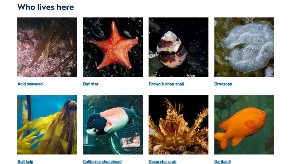 the monterey bay aquarium's website showing a grid of images of marine organisms accompanied by their names as links that a user can follow