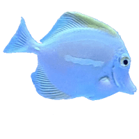 blue fish