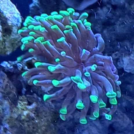 marine flora