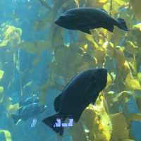 kelp with fish swimming through it