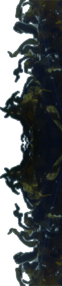 kelp