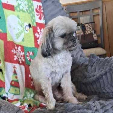 an image of my grandmother's dog Leonard